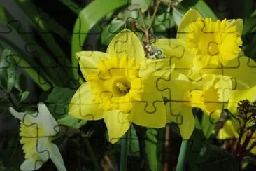 Jonquille jigsaw puzzle