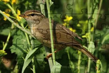 פאזל של LuÃ¬ di radde