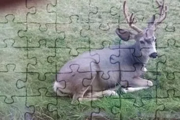 wapiti jigsaw puzzle
