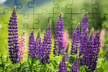 Lupin jigsaw puzzle