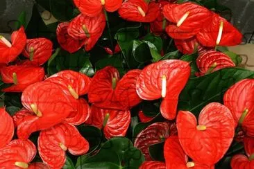 Anthurium