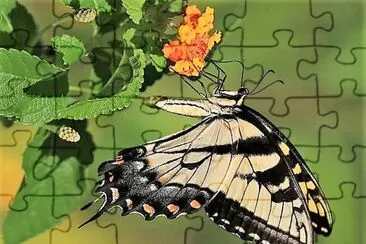 natural jigsaw puzzle