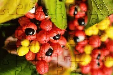frutas