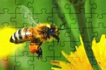 Toy jigsaw puzzle