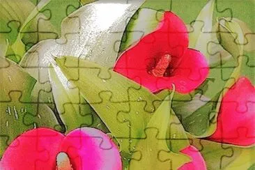 flores