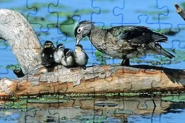 natural jigsaw puzzle