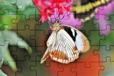 natural jigsaw puzzle