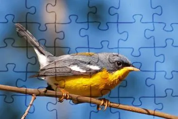 פאזל של Parula pitiayumi