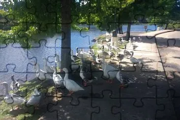 Gansos jigsaw puzzle