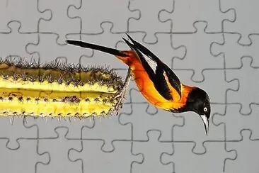 פאזל של natural