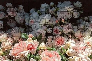 פאזל של flores