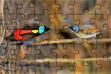 פאזל של natural