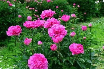 Pivoines jigsaw puzzle