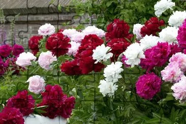 Pivoines jigsaw puzzle