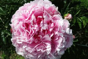 Pivoine jigsaw puzzle