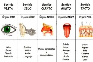 Ã“RGANOS DE LOS SENTIDOS jigsaw puzzle