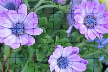 flores jigsaw puzzle