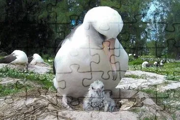 natural jigsaw puzzle