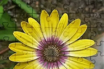 flores jigsaw puzzle