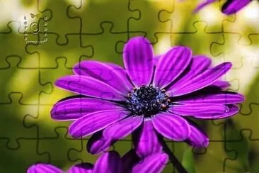 flores jigsaw puzzle