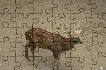 Sika del vietman jigsaw puzzle