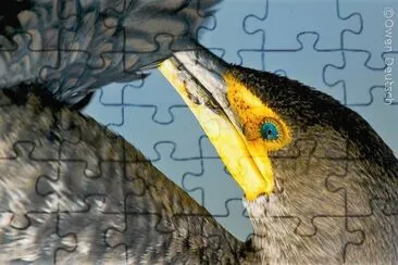 פאזל של natural