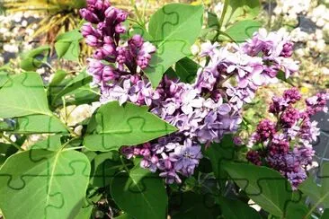 flores jigsaw puzzle