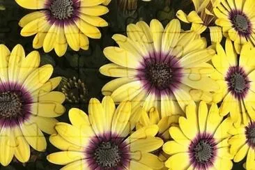 flores jigsaw puzzle