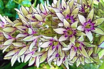 flores jigsaw puzzle