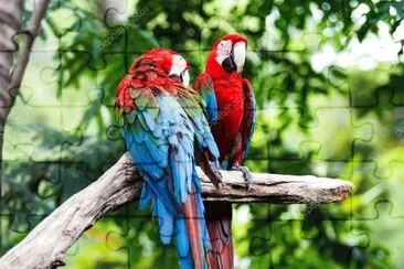Animais jigsaw puzzle