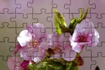 פאזל של flores