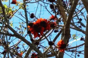 arbol coral jigsaw puzzle