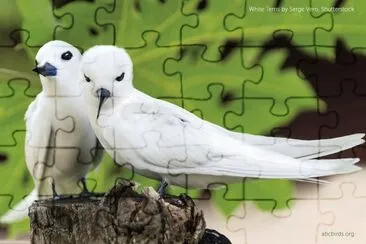 natural jigsaw puzzle