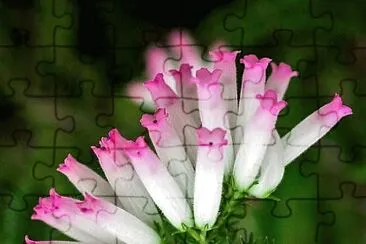 flores jigsaw puzzle