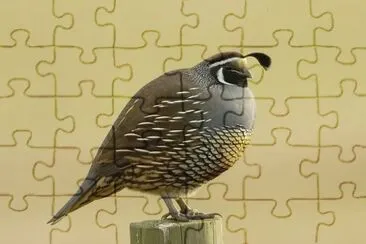 California quail