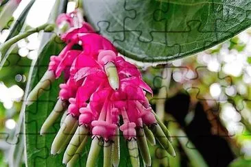 flores jigsaw puzzle