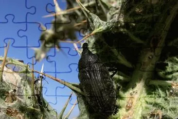 Larinus latus