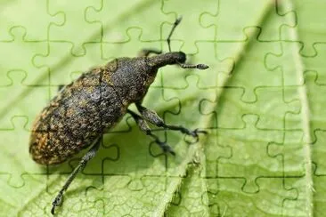 Larinus planus