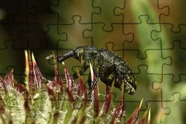 Larinus pollinis