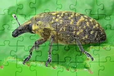 Larinus turbinatus
