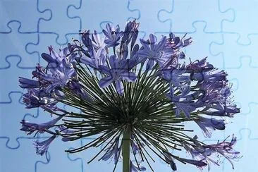 פאזל של flores