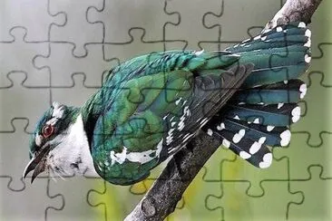 natural jigsaw puzzle