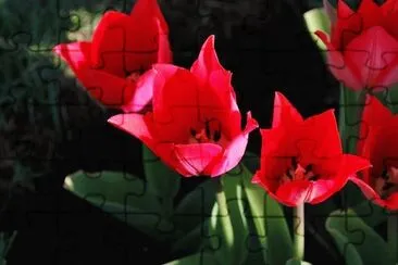 flores