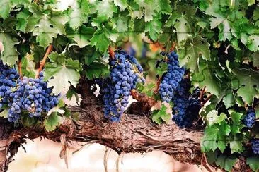 natural jigsaw puzzle