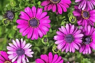flores jigsaw puzzle