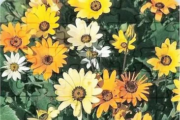 flores