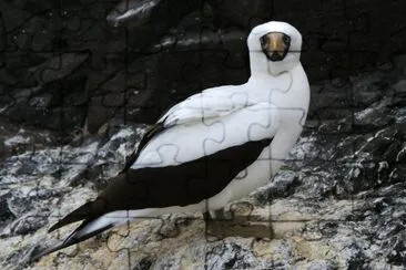 Sula mascherata jigsaw puzzle