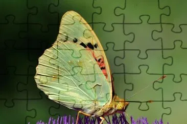 Argynnis pandora jigsaw puzzle