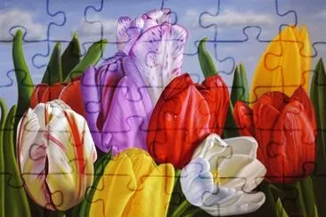 Colorful Tulips
