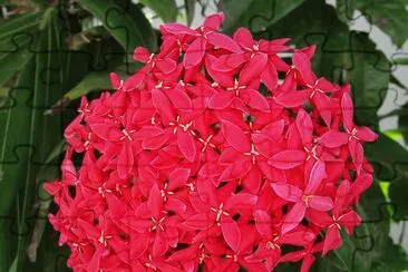 Fleur